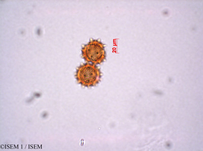 ISEM 1/Cotula_coronopifolia_29209/Cotula_coronopifolia_29209_0001(copy)_thumb.jpg